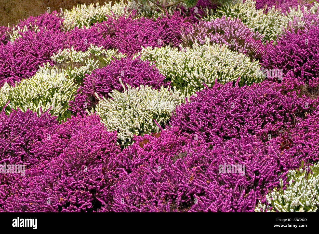 Withe and purple erica Stock Photo - Alamy