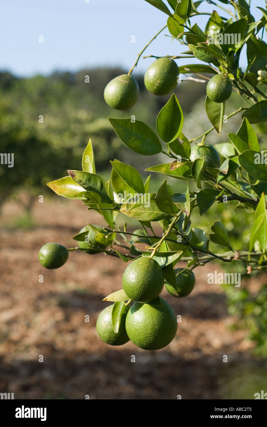 Oranges Ripe And Not Ripes Green oranges on tree hi-res stock photography and images - Alamy