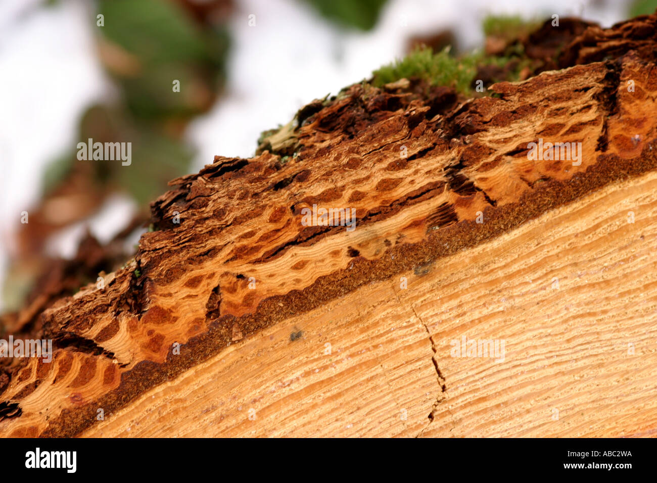 Bark trees hi-res stock photography and images - Alamy