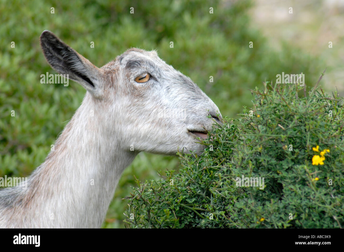 Mountain Goat Eating Gorse Stock Photo Alamy