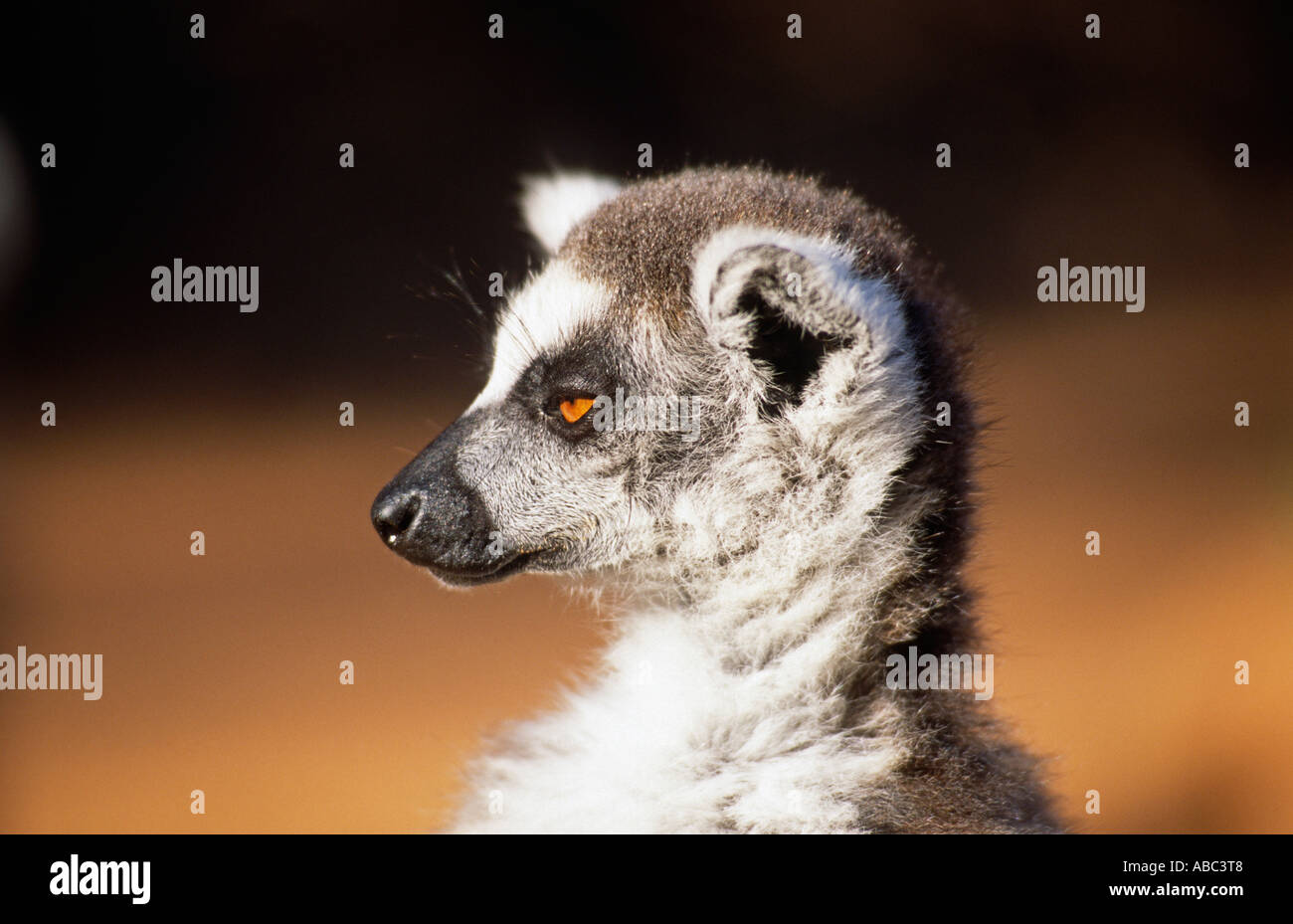 Ring-tailed lemur (Euarchontoglires, Primates, Strepsirhini, Lemuridae, Lemur catta), Madagascar Stock Photo