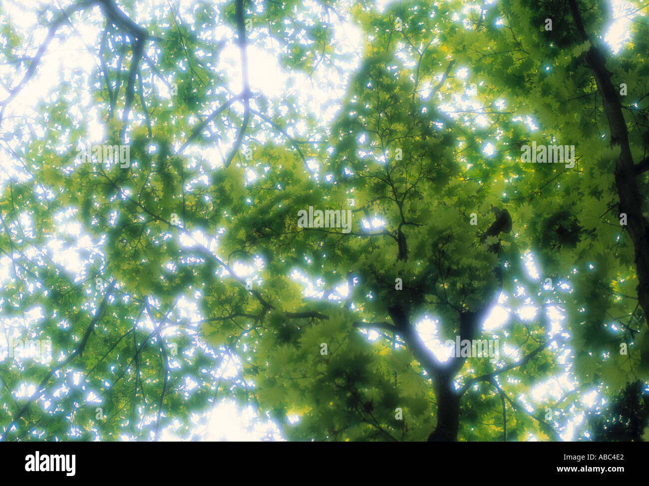 Tree in springtime Stock Photo