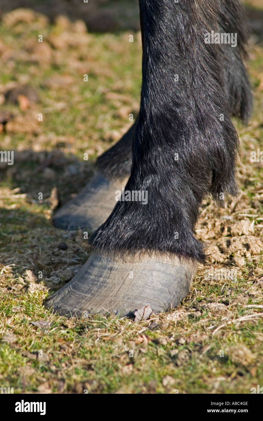 pony hoof hooves horse Stock Photo