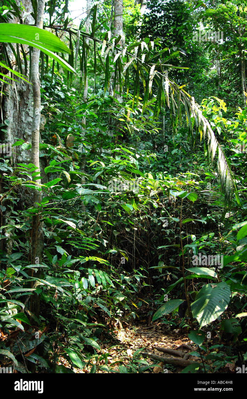 Tropical virgin forest hi-res stock photography and images - Alamy