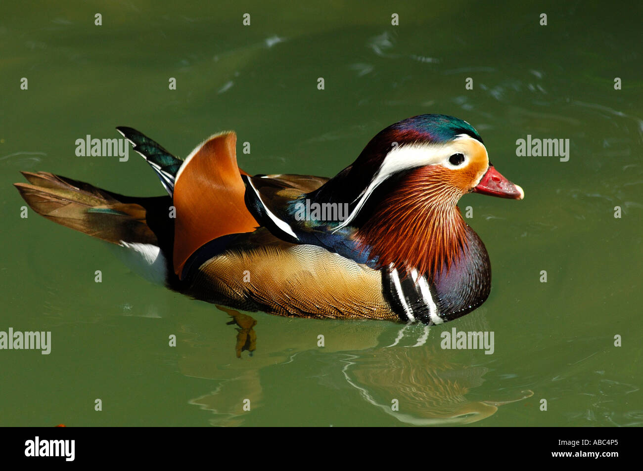 Mandarin duck bathing hi-res stock photography and images - Alamy