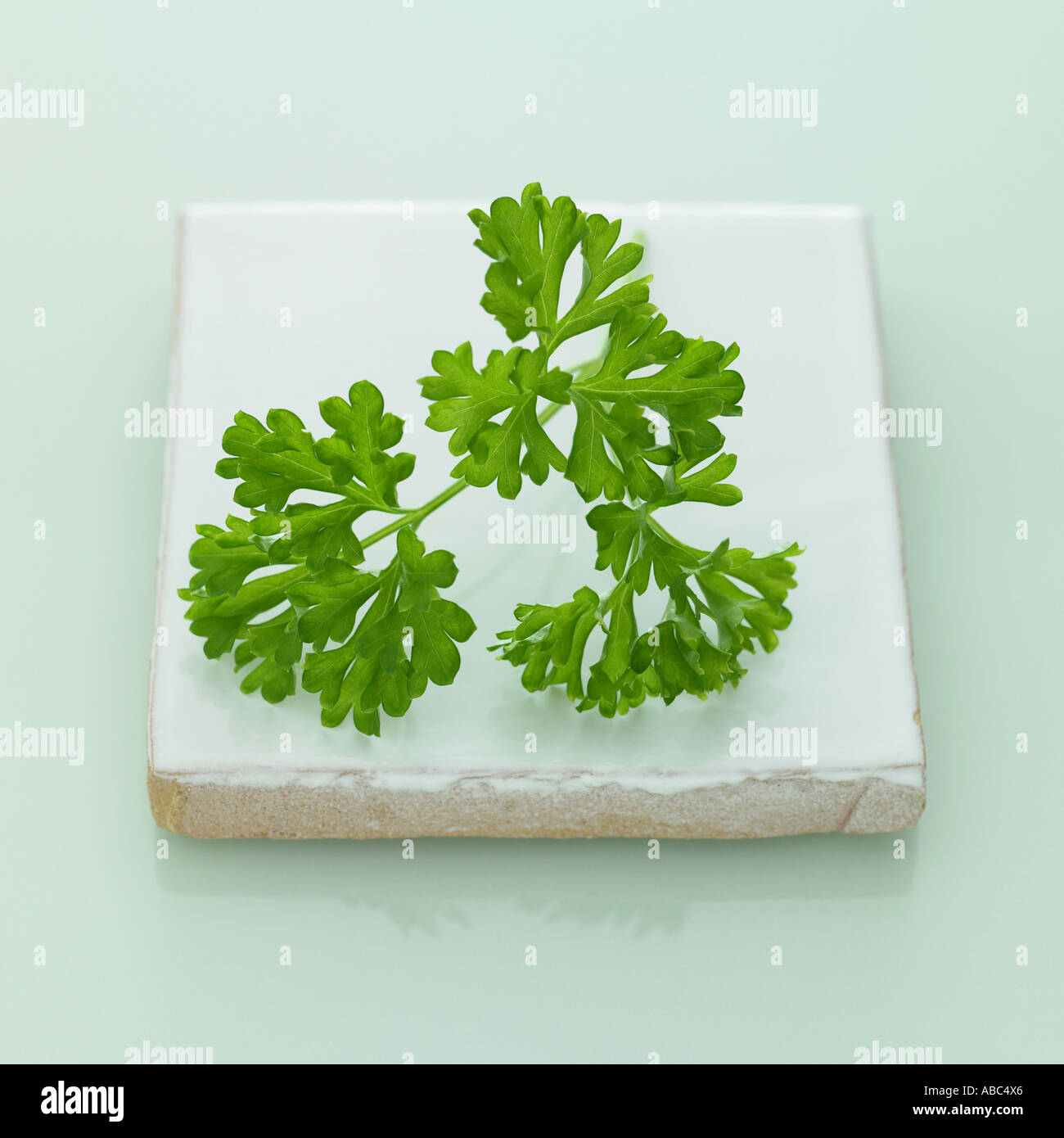 Parsley sprigs - one of a series of similar images of herbs Stock Photo