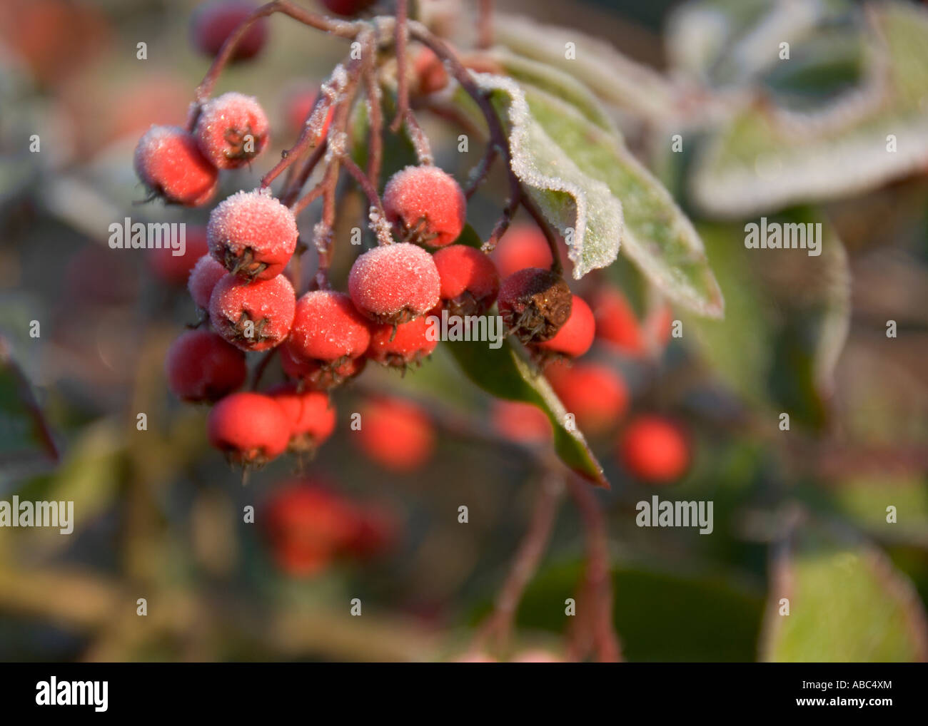 Red berries and leaves covered in frost Stock Photo - Alamy