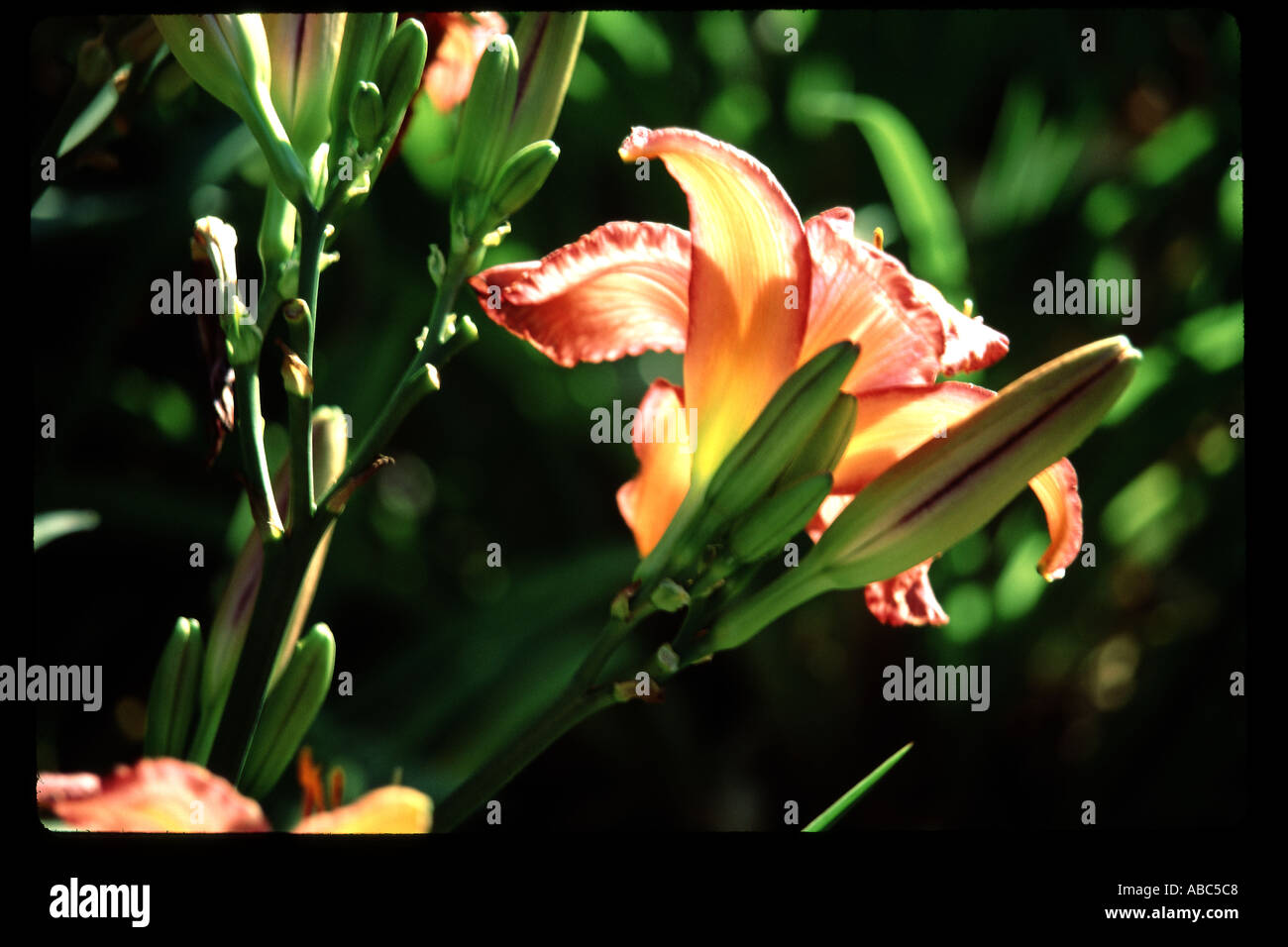 Orange Lily with Buds Stock Photo - Alamy
