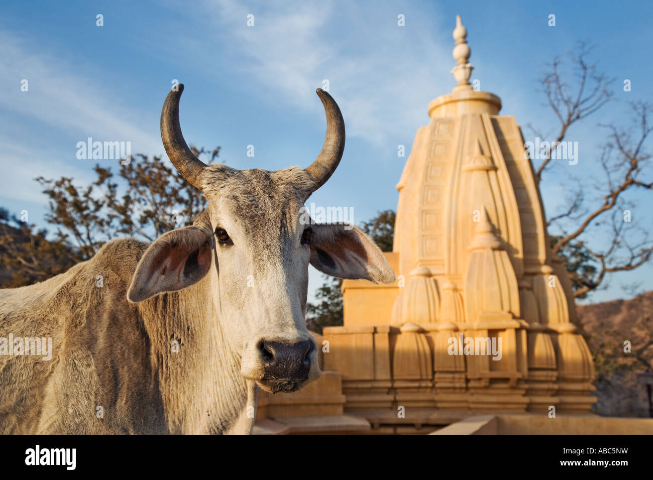 Holy Cow in front of a small Hindu temple in Jaipur India Stock Photo