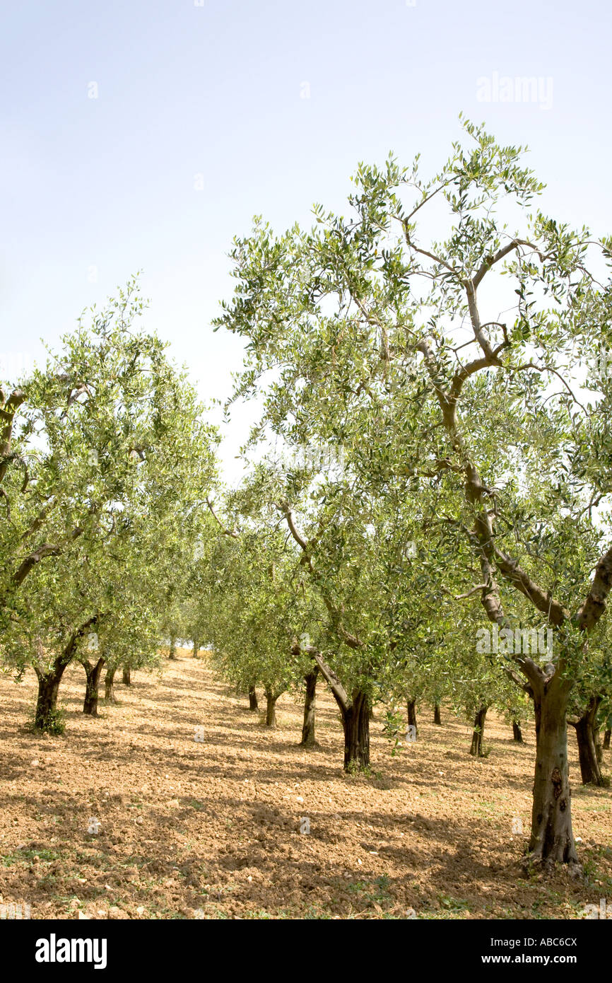 July Tuscan tree farming countryside  Cultivated farmland with rows of old Olive Groves trees in Tuscany, Italy, Mediterranean, Europe Stock Photo
