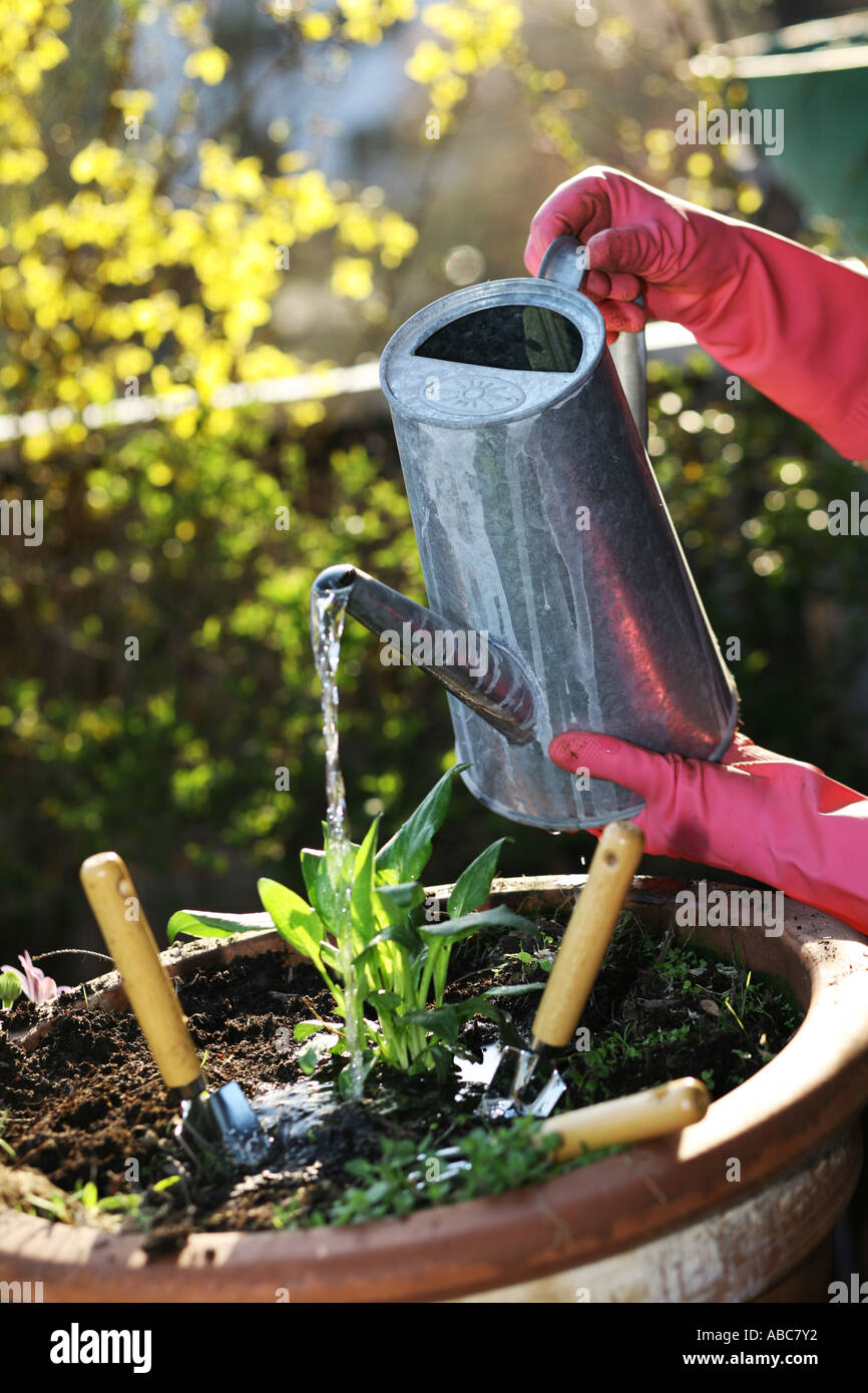 Watering of a freshly planted little plant Stock Photo Alamy