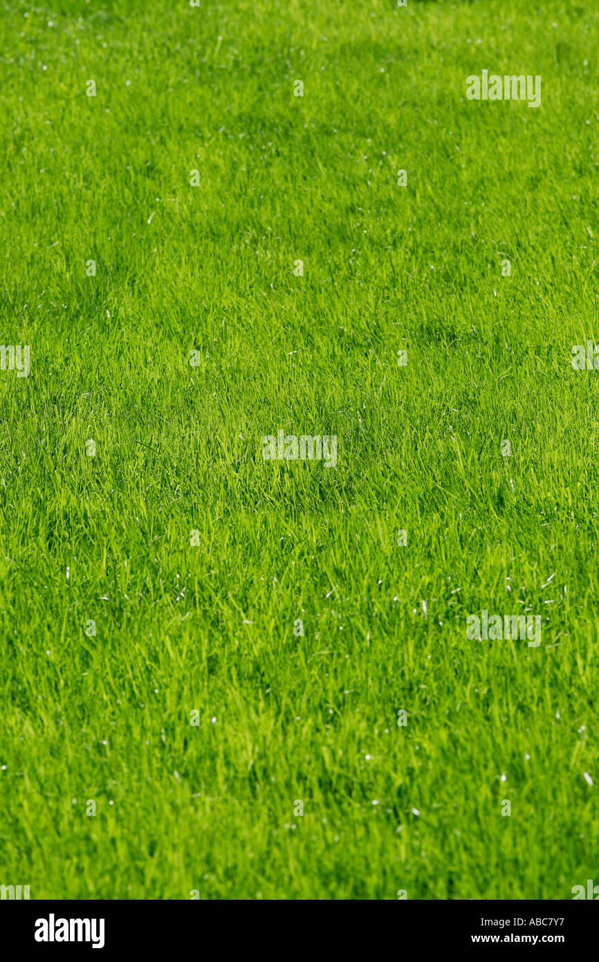 Neat lawn Stock Photo