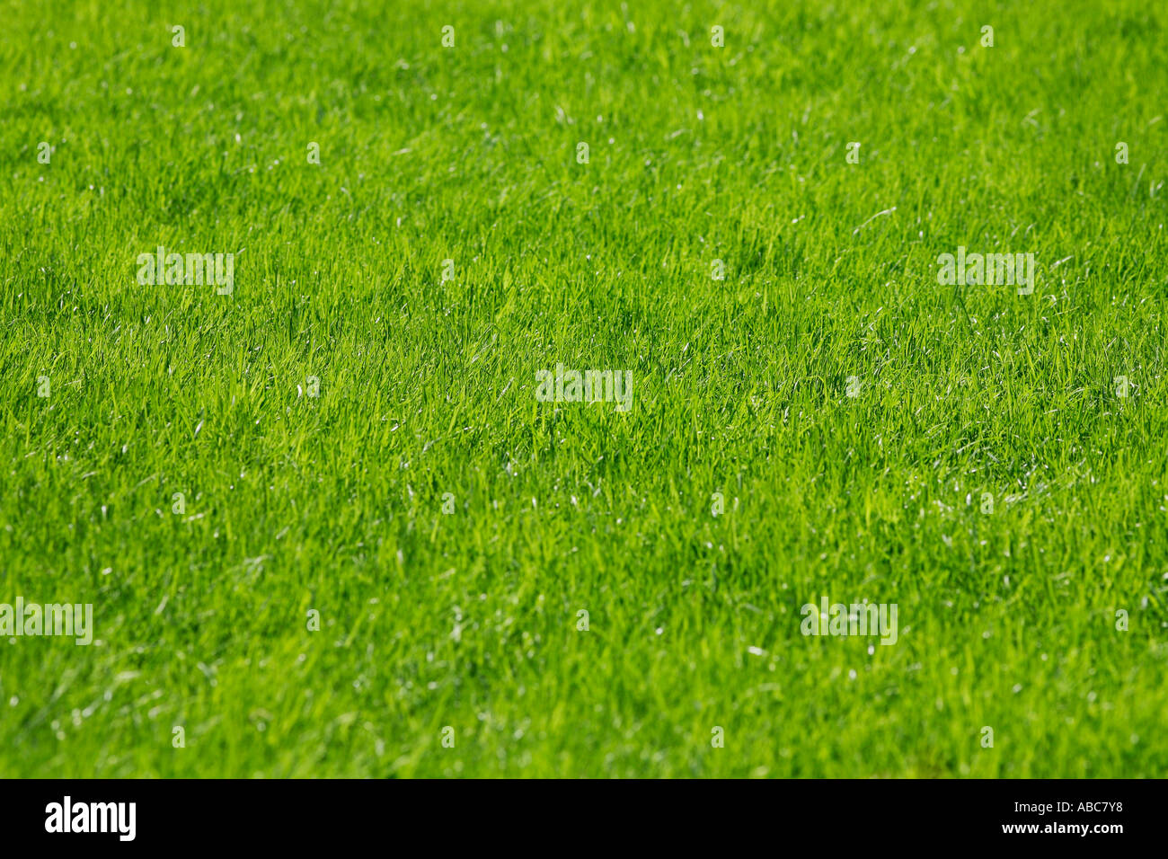 Lawn details hi-res stock photography and images - Alamy