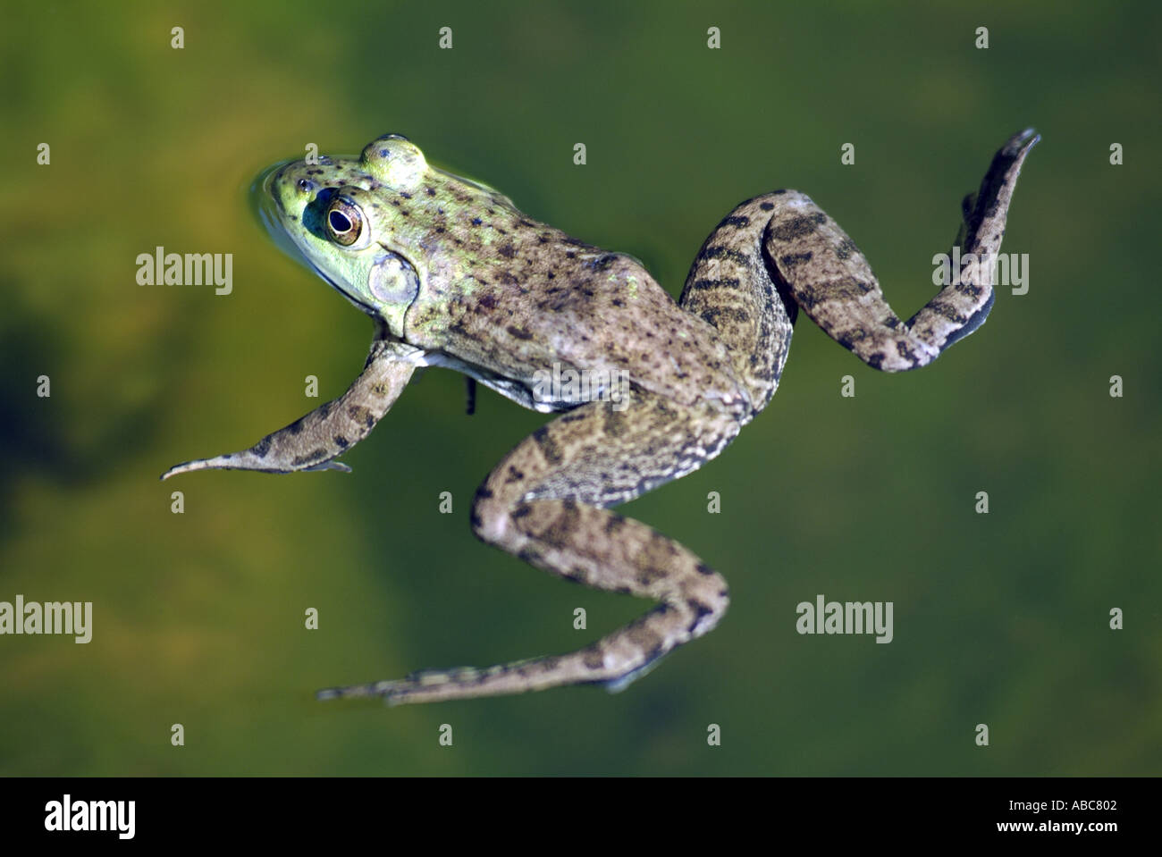 Red Legged Frog Rana Aurora Beban Park Nanaimo Vancouver Island British