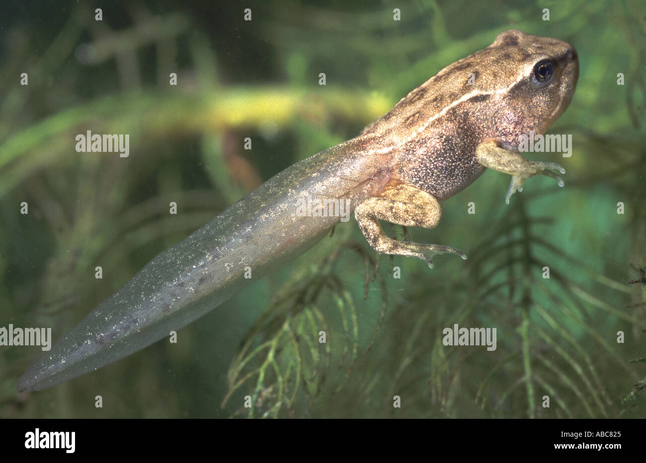 Common Frog Rana temporaria Stock Photo Alamy