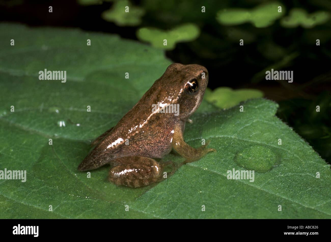 Common Frog Rana temporaria Stock Photo Alamy
