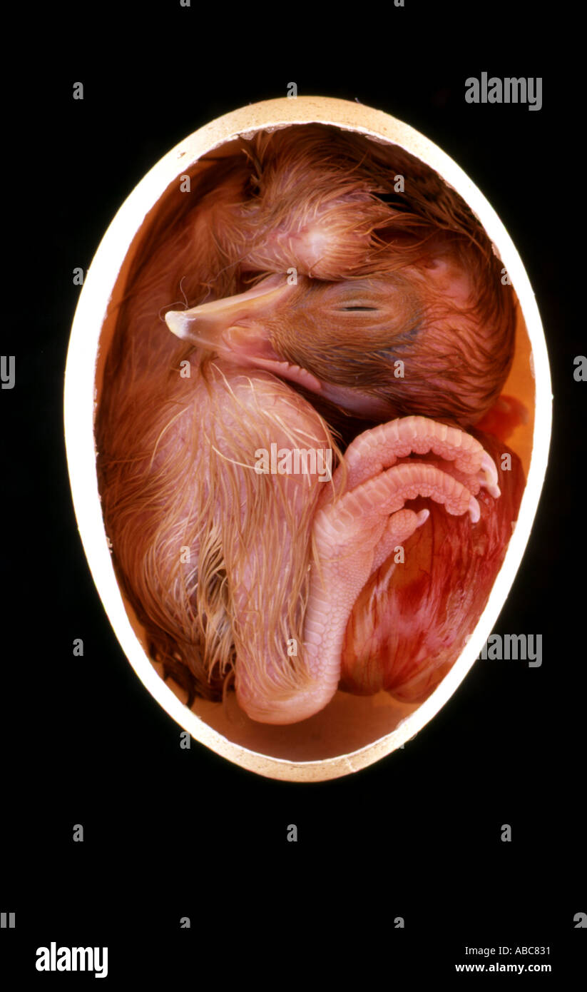 Chick Egg Embryo 21 days old inside egg Stock Photo
