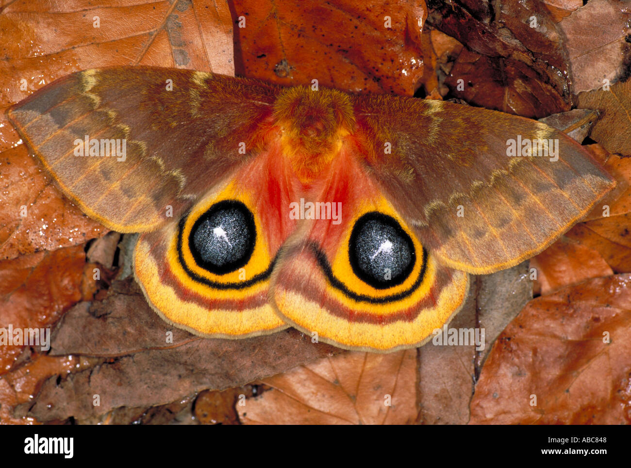 Bull s Eye Moth showing eye spots as warning Stock Photo - Alamy