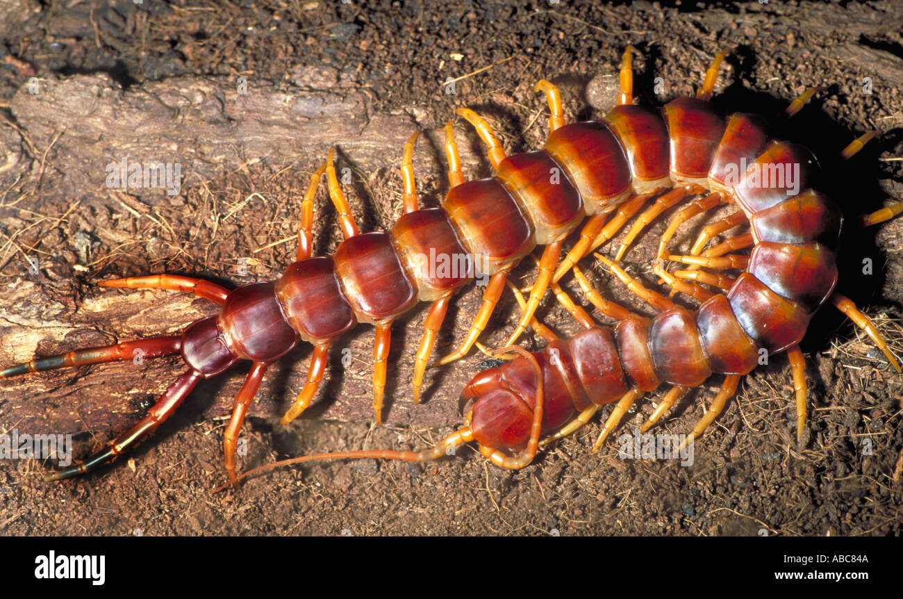 Giant centipede South America Stock Photo: 772170 - Alamy