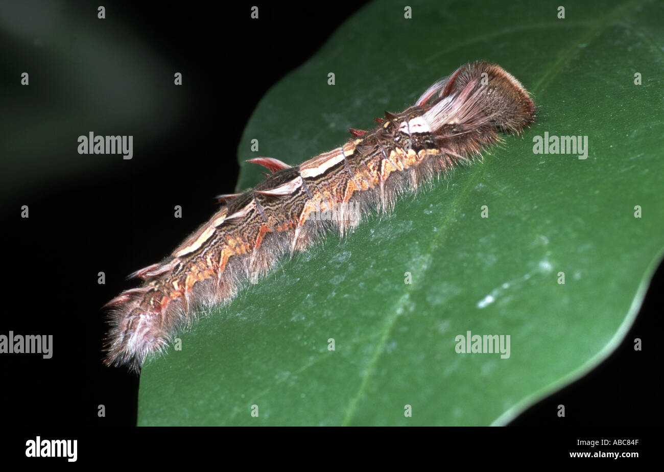 Morpho Peleides Butterfly Caterpillar Stock Photo - Alamy