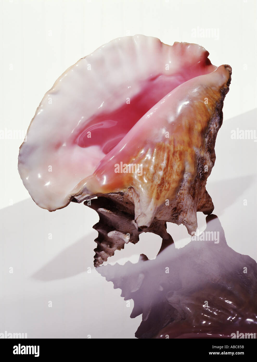 Pink Conch Shell Turtle Pink sand beach conch hi-res stock photography and images - Alamy