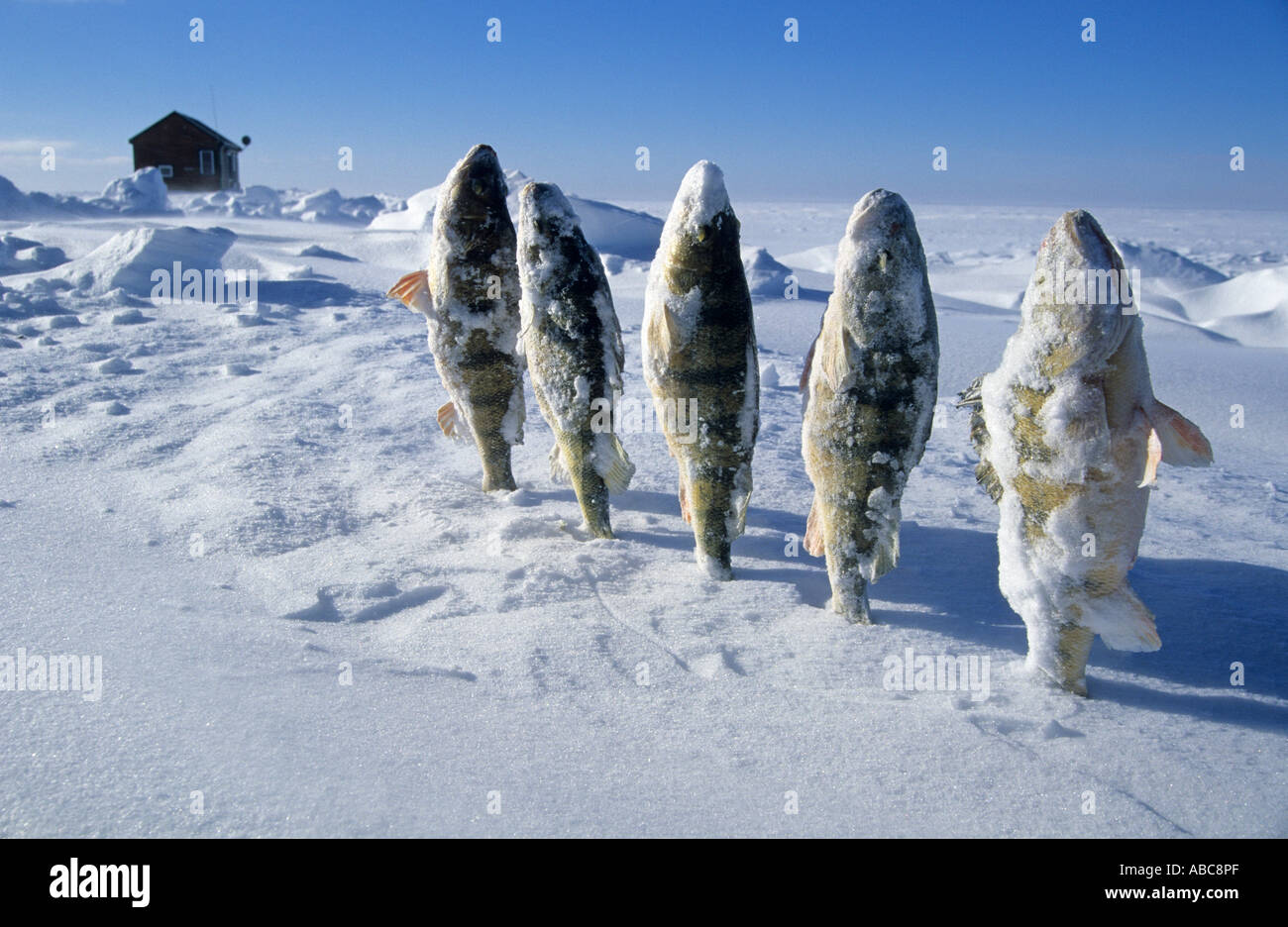 Frozen fish in the snow, Mille Lacs Lake, Minnesota, USA Stock Photo: 7341678 - Alamy