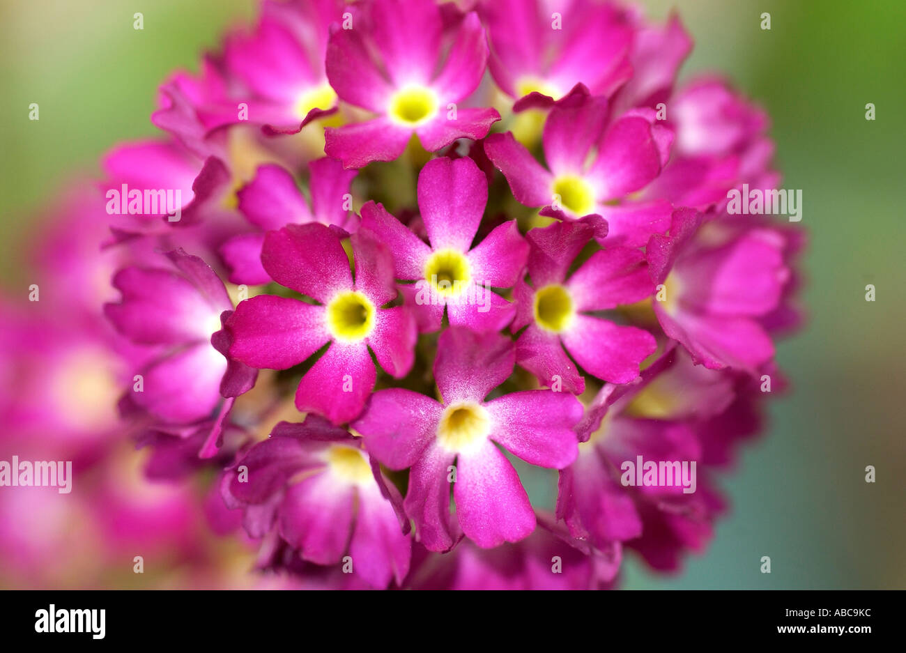 The flower head of the Drumstick Primula Genus Primula Species