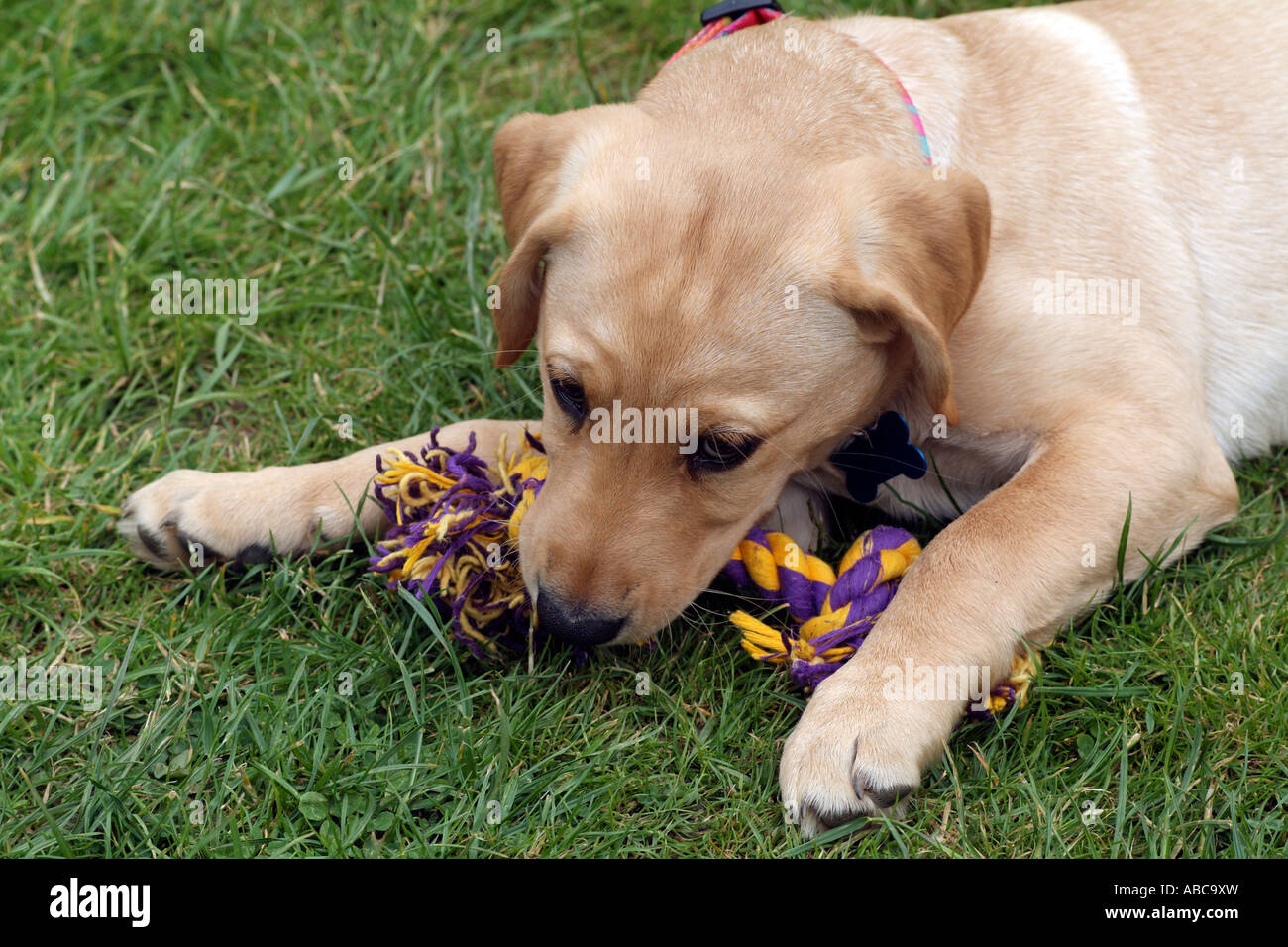 knotted by a dog knotted by a dog