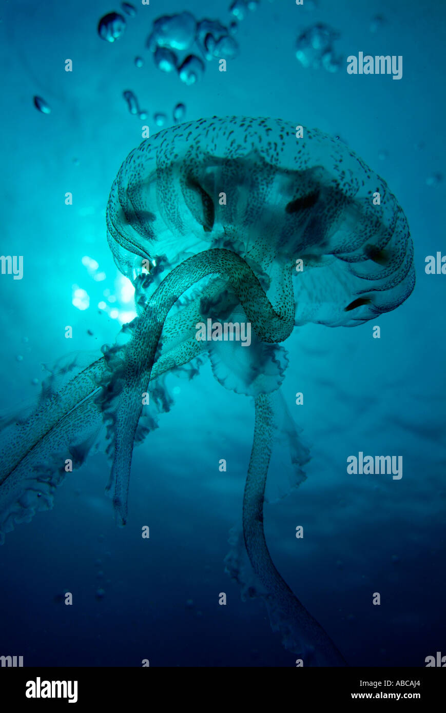 Luminescent Jellyfish / Mauve Stinger jelly fish - Pelagia noctiluca - swimming through blue waters, France. Stock Photo