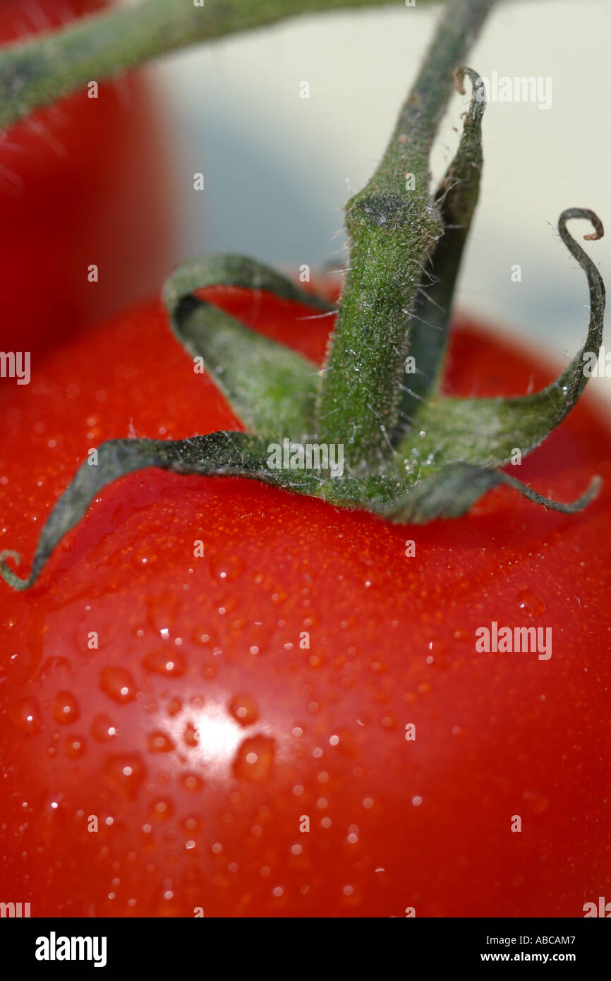Tomato on the vine Stock Photo Alamy
