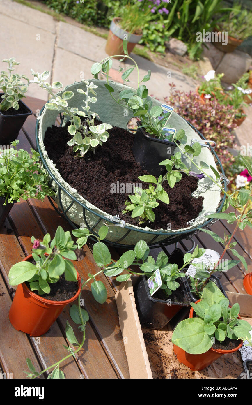 Hanging basket preparation gardening Stock Photo Alamy