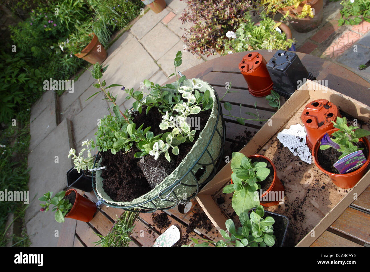 Preparing a floral hanging basket Stock Photo Alamy