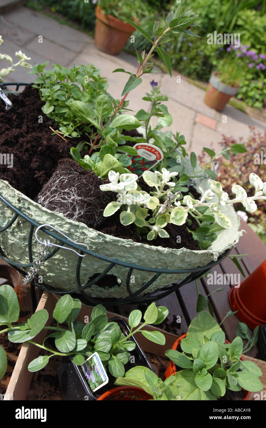Hanging basket arranging plants and flowers to make a new hanging