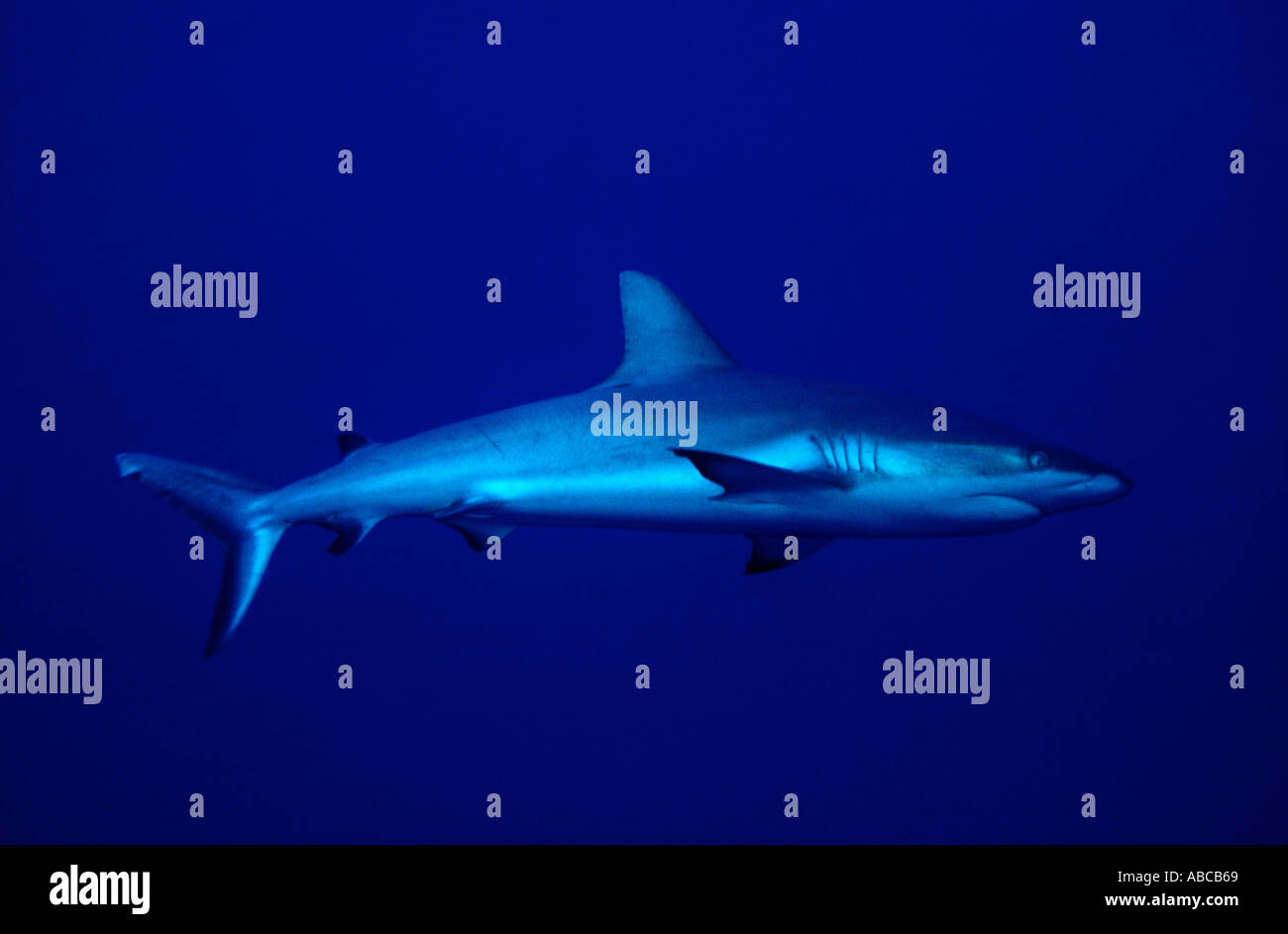 Gray reef shark Carcharhinus amblyrhynchos at Blue Corner Palau Micronesia Stock Photo