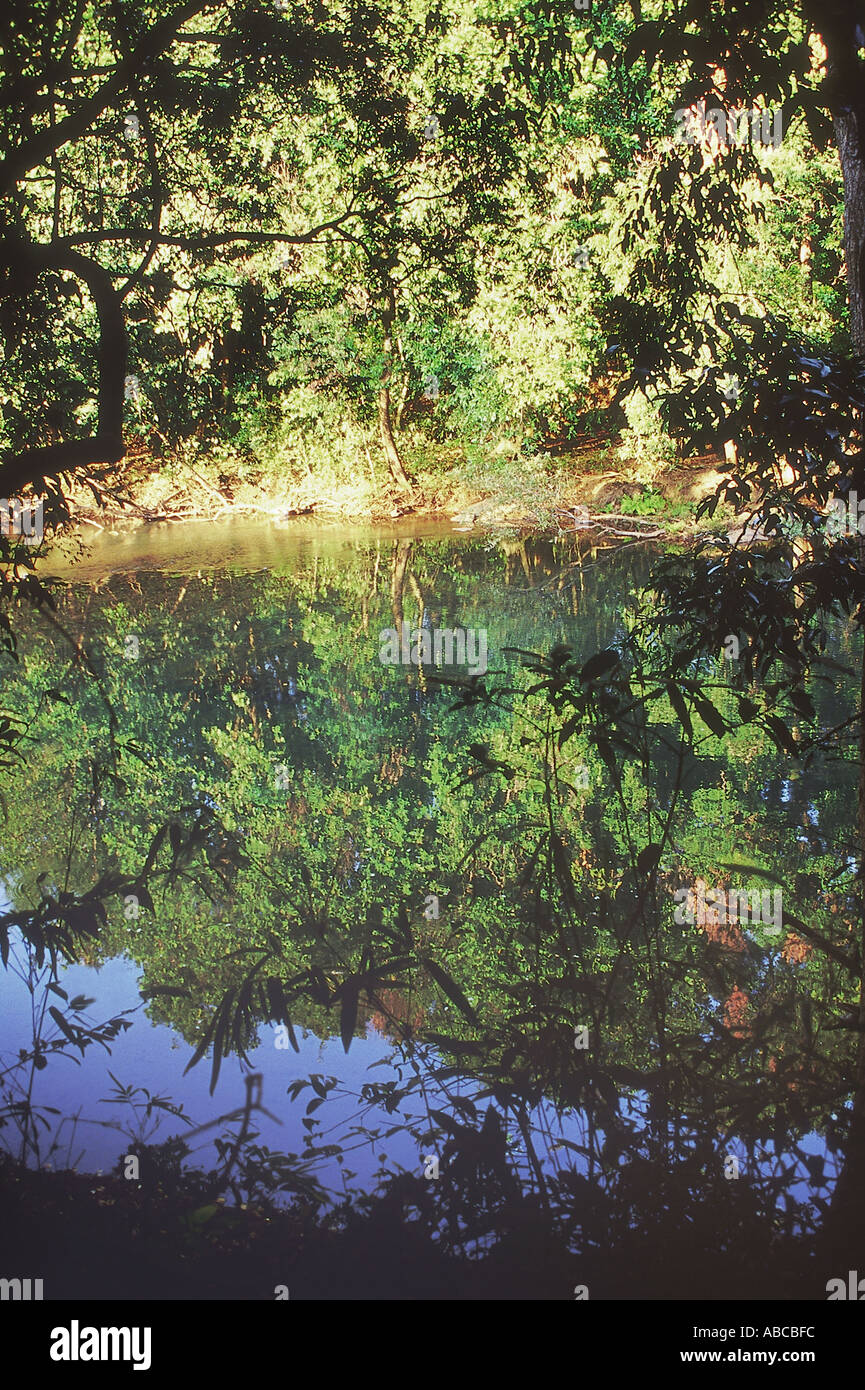 Tree bushes reflected in hi-res stock photography and images - Alamy