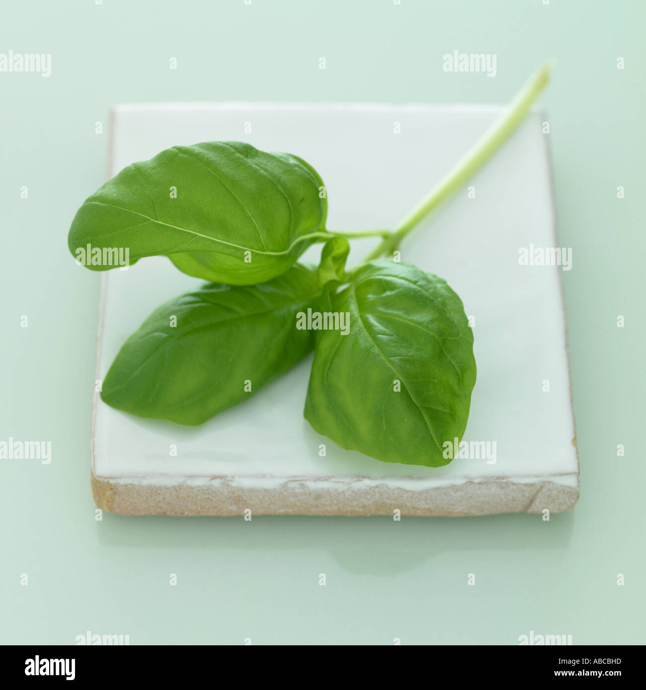 Basil one of a set of similar herb images Stock Photo Alamy