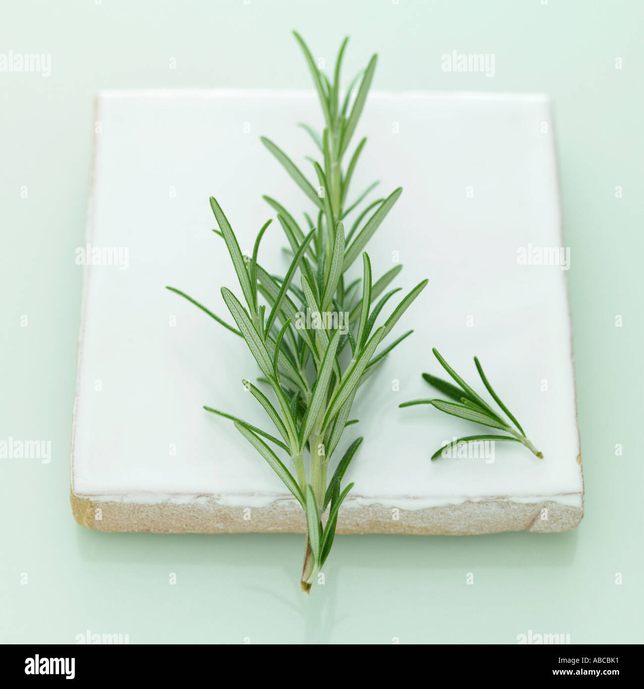 Rosemary - one of a series of similar herb images Stock Photo