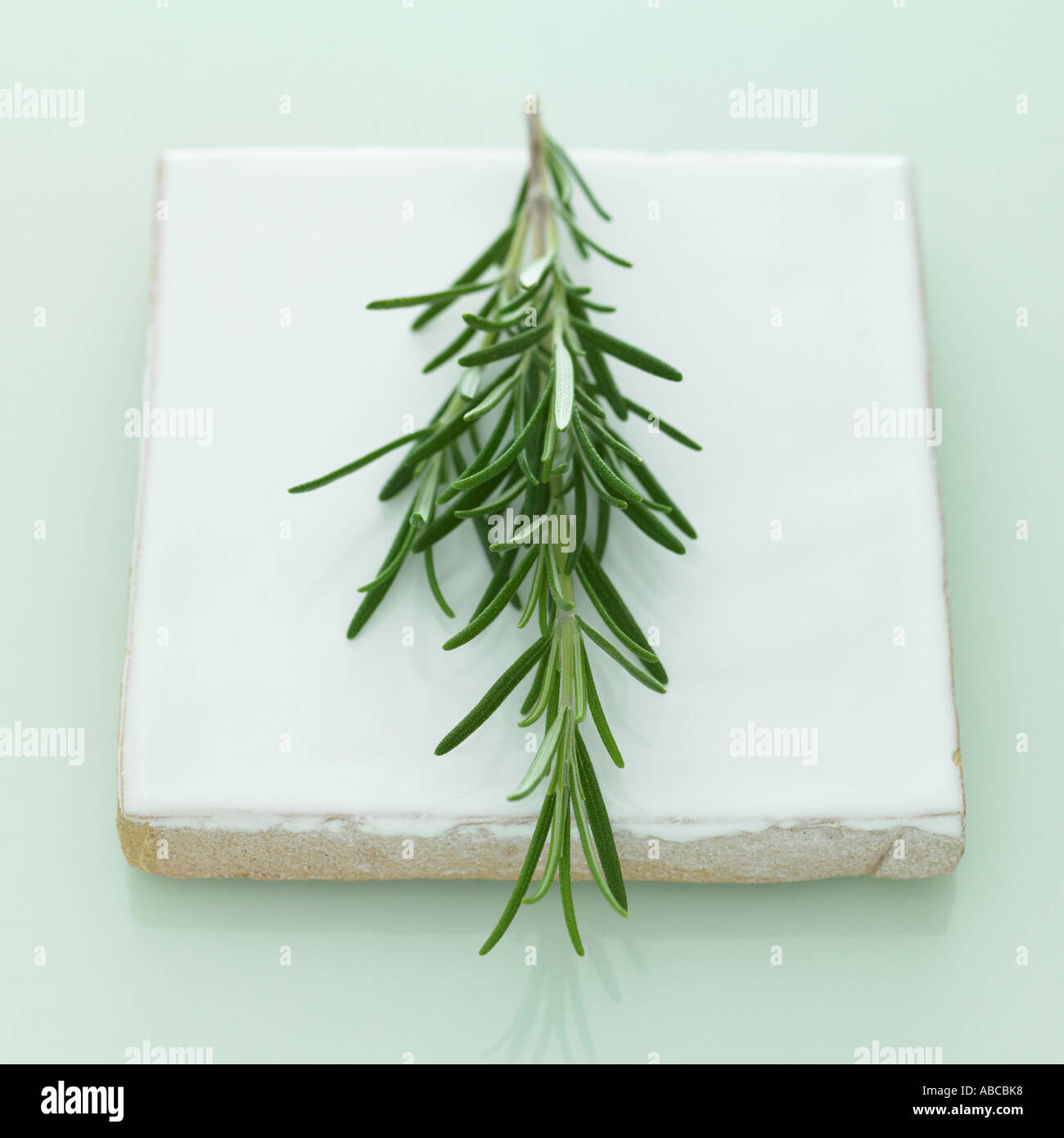 Rosemary branch - one of a series of similar herb images Stock Photo