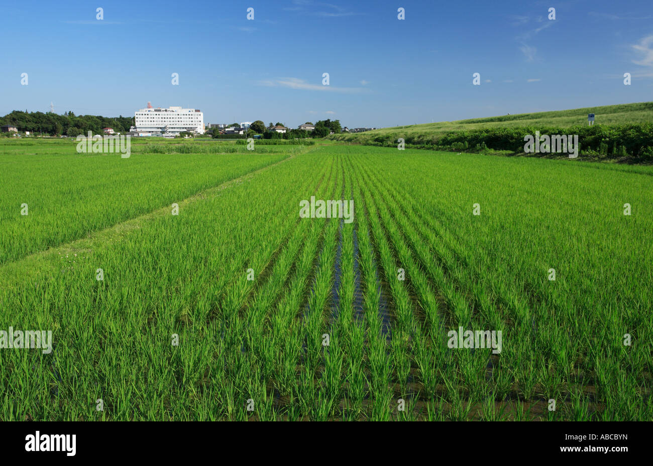 Rice field in Nagareyama City, Chiba Prefecture, Japan. Stock Photo
