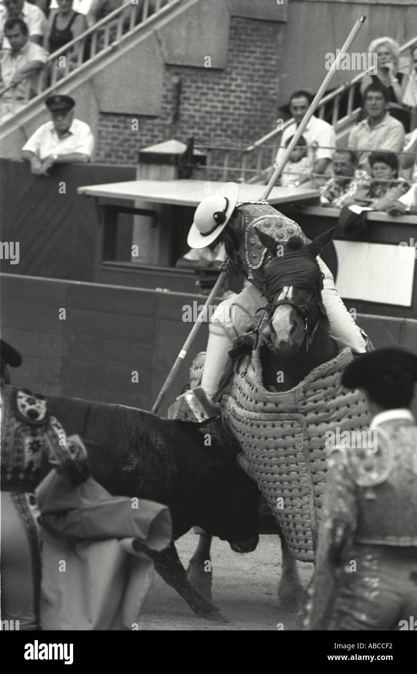 Picador Fighting Bull Stock Photo