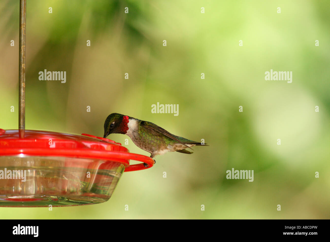Ruby-throated Hummingbird at syrup feeder Stock Photo