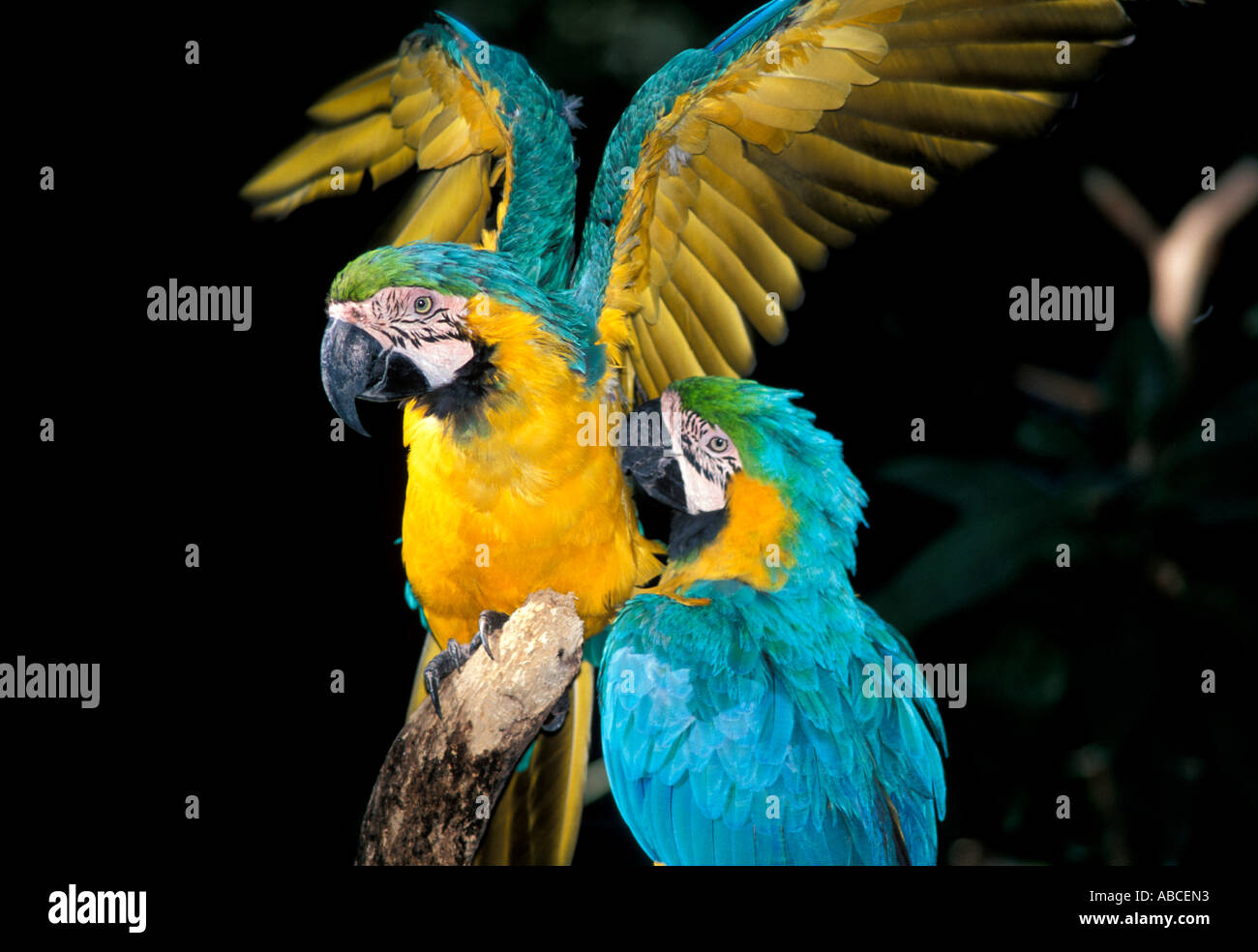 Tropical Bird parrot two pair blue and yellow gold macaws Stock Photo