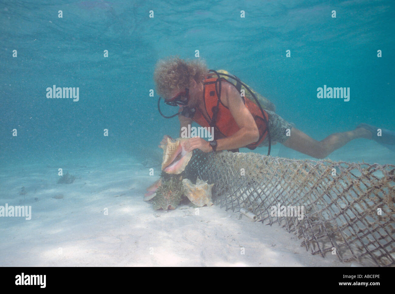 Underwater conch farm caribbean island turks caicos Stock Photo Alamy