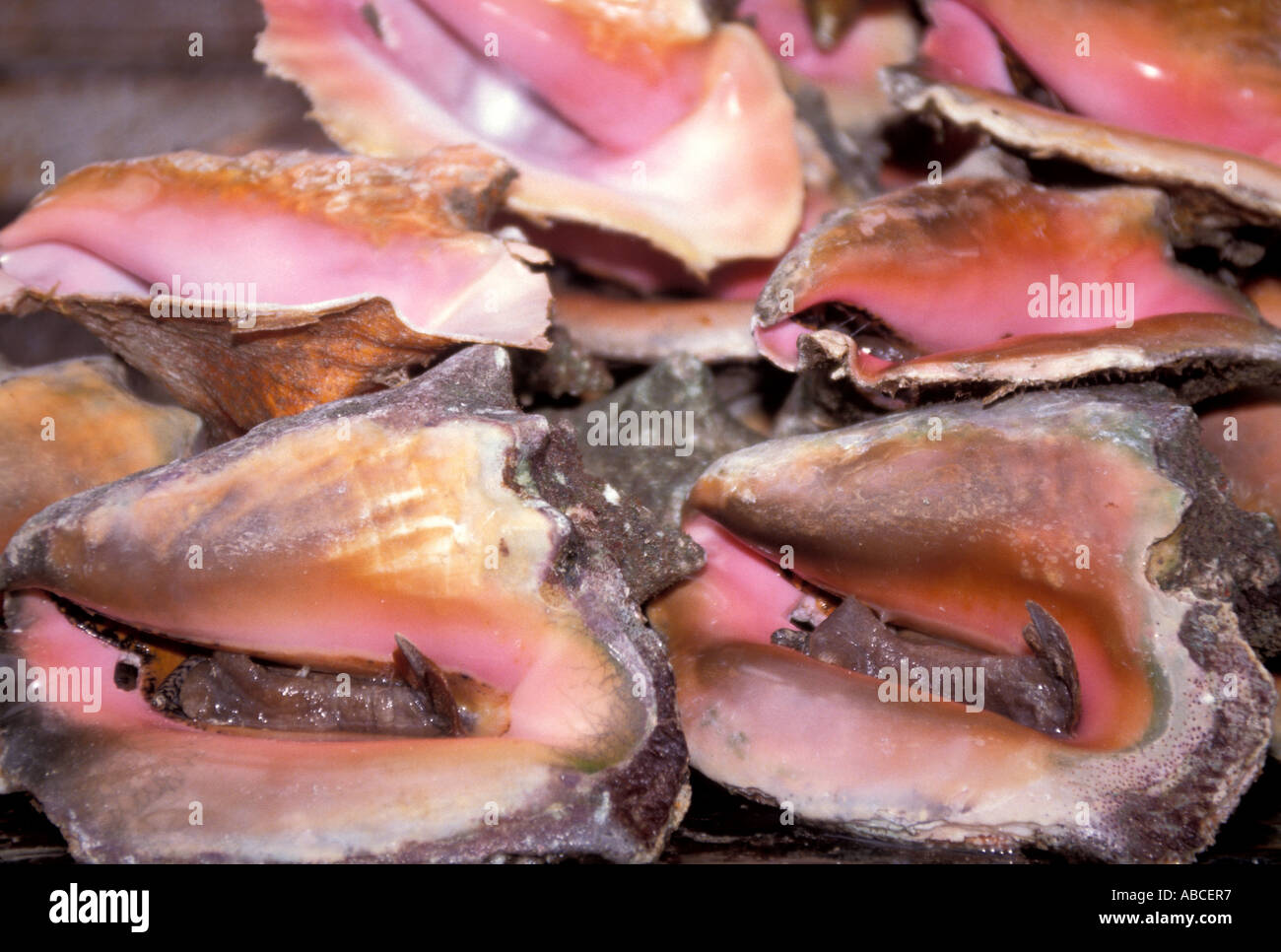 Pink queen Conch alive out of water shells with  visible snail foot  Bahamas Stock Photo