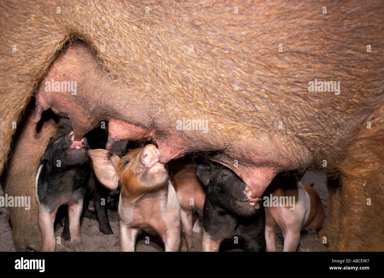 Farm animals piglets suckling sow fam life Stock Photo