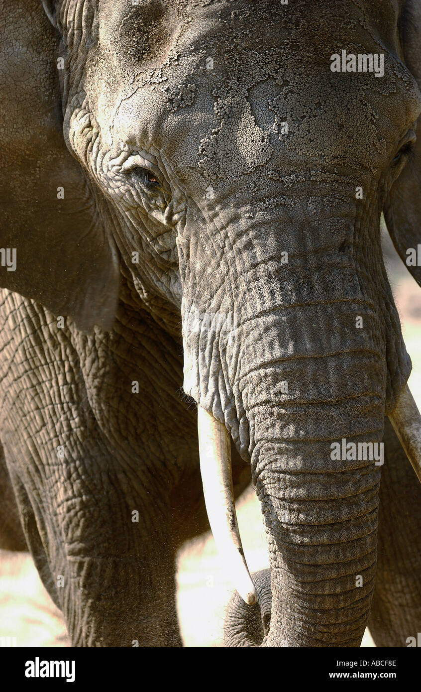 Elephant Stock Photo