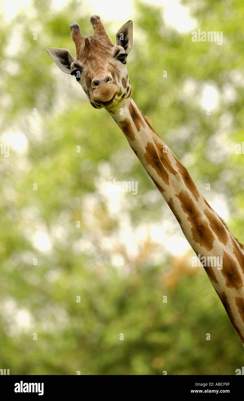 Close-up of a giraffe Stock Photo