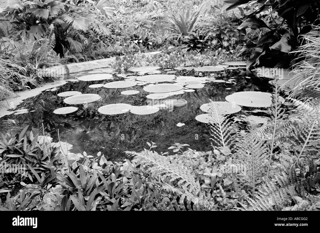 A pond inside The Eden Project St Austell Cornwall UK Stock Photo