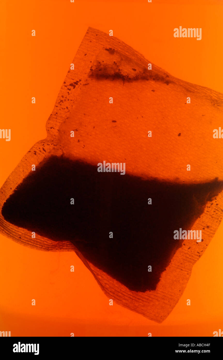 Tea bag in water Stock Photo Alamy