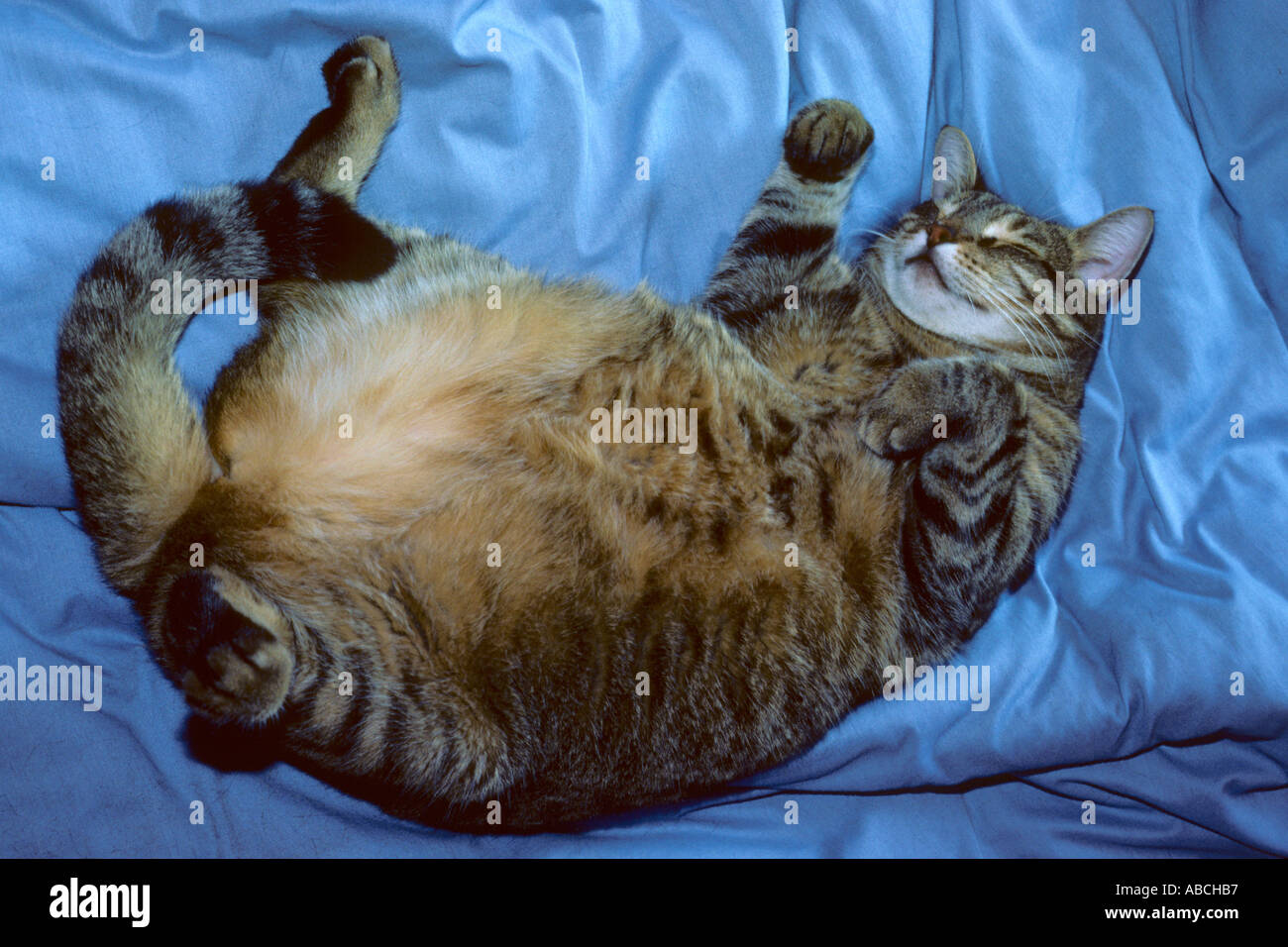 Lazy fat cat Stock Photo Alamy